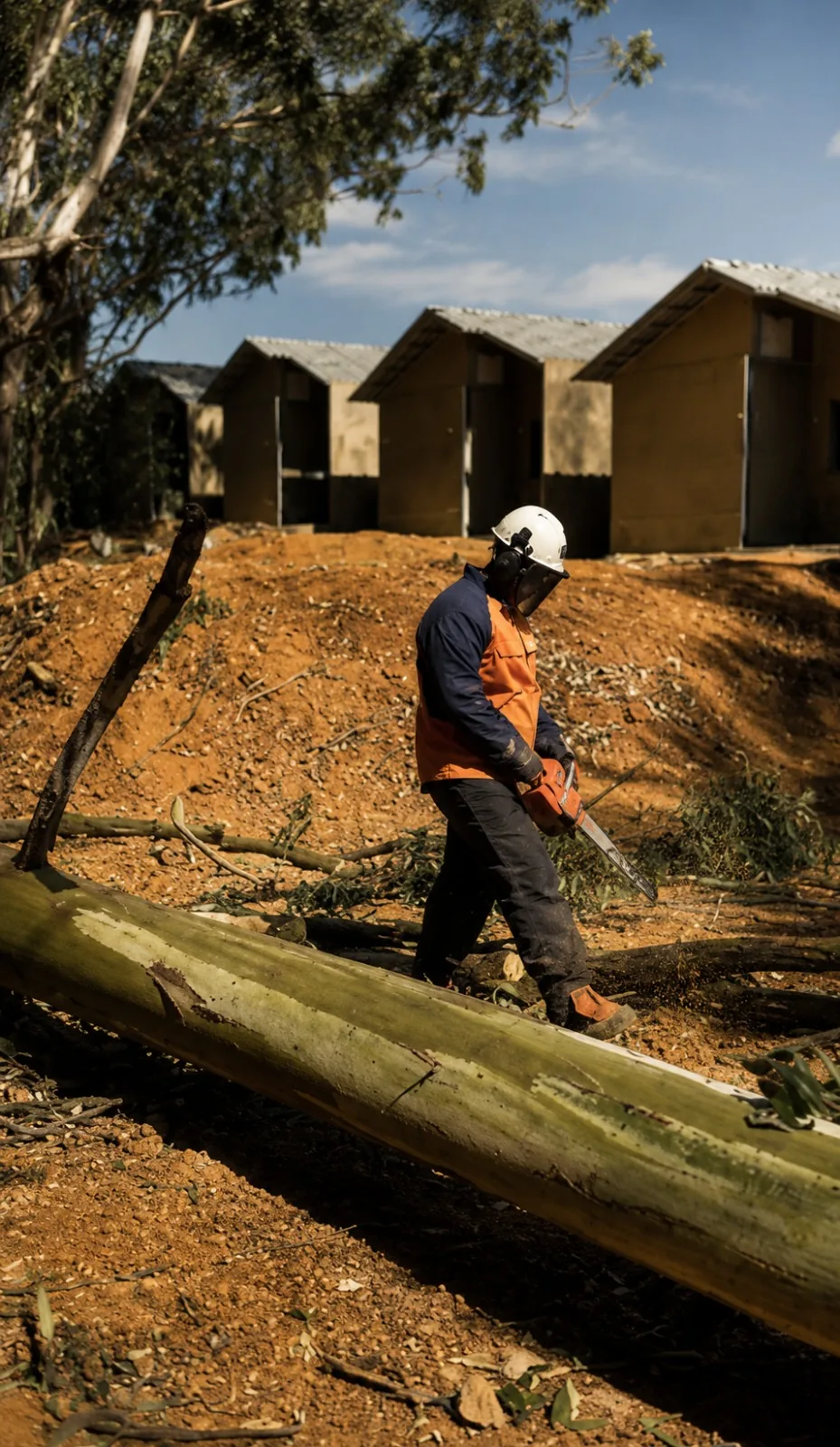 Supressão de árvore para liberação de obra e loteamento